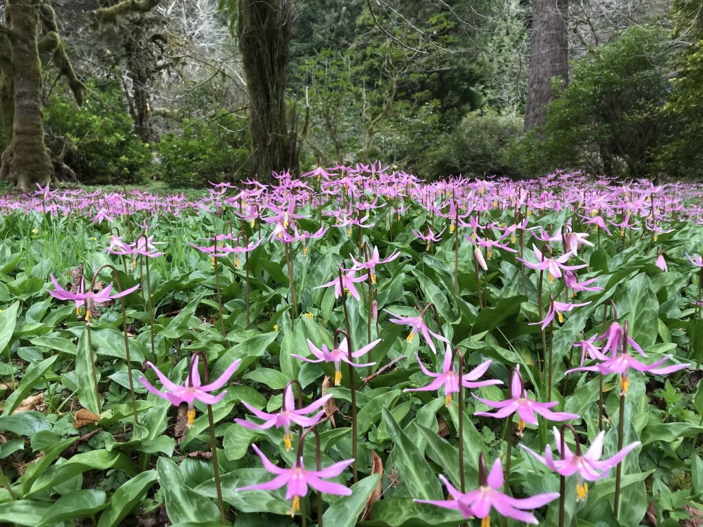Ronning's Garden