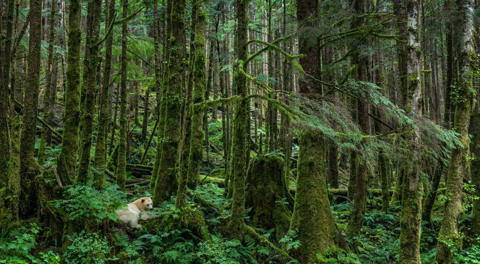 The Great Bear Rainforest with North Island Cannabis